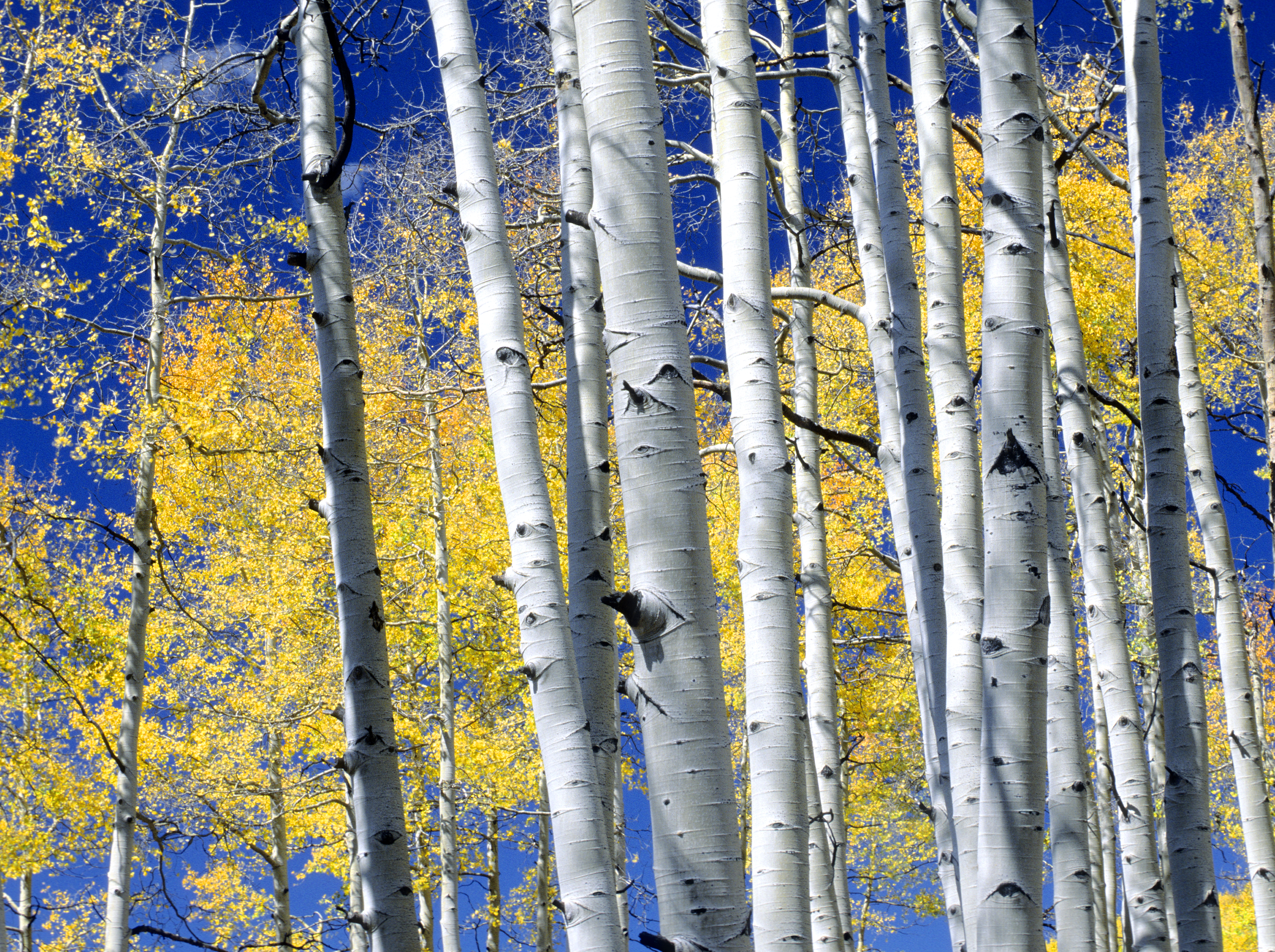 San Juan Aspens Gallery-Wrap Canvas