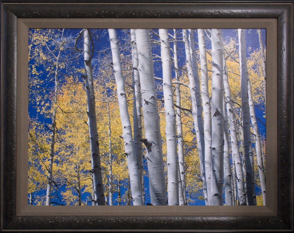 San Juan Aspens Framed