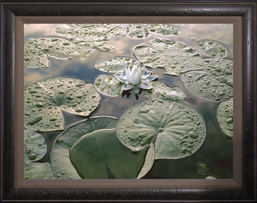 Waterlily Framed