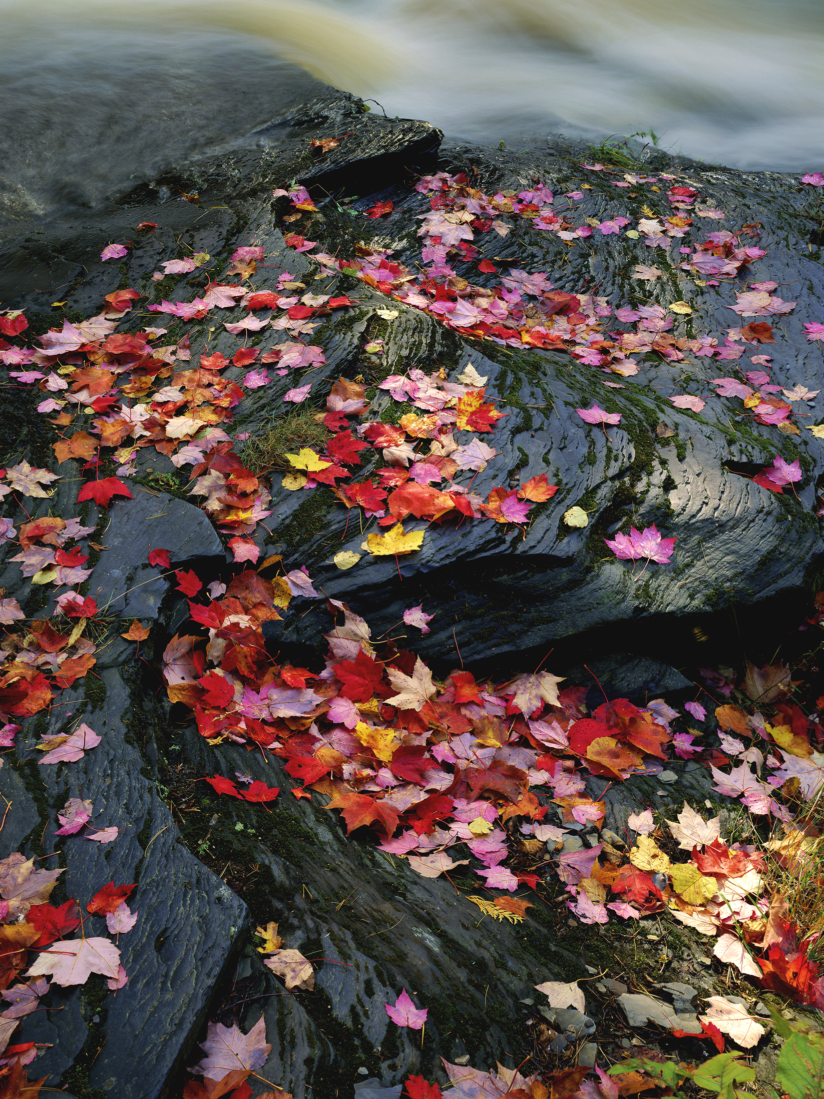 Maple Leaves Gallery-Wrap Canvas