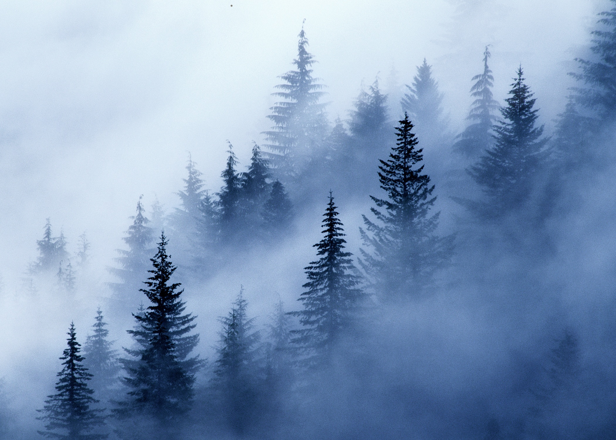 Valley Fog gallery-wrap canvas