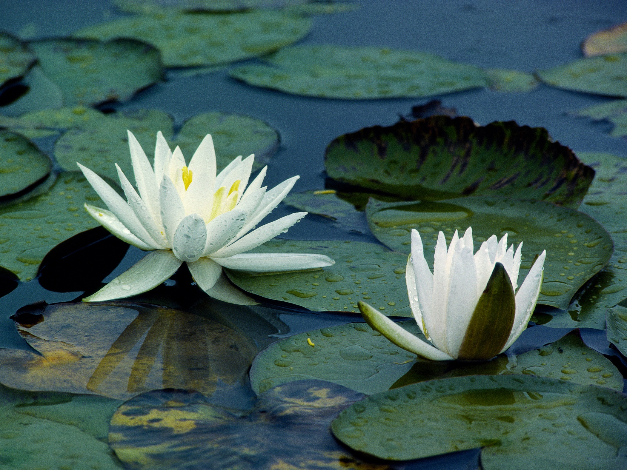 Waterlilies gallery-wrap canvas