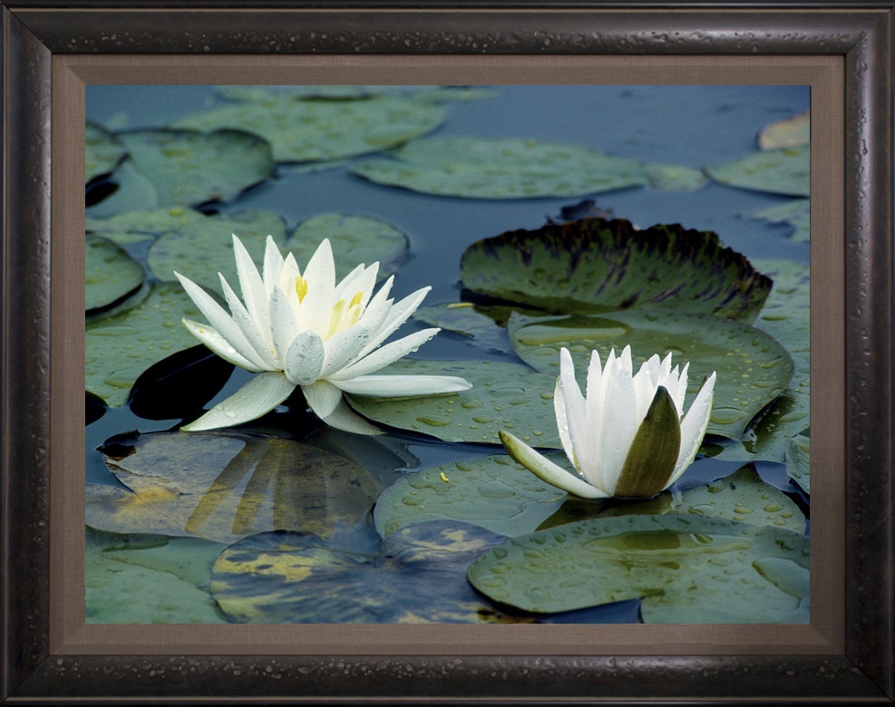 Waterlilies Framed