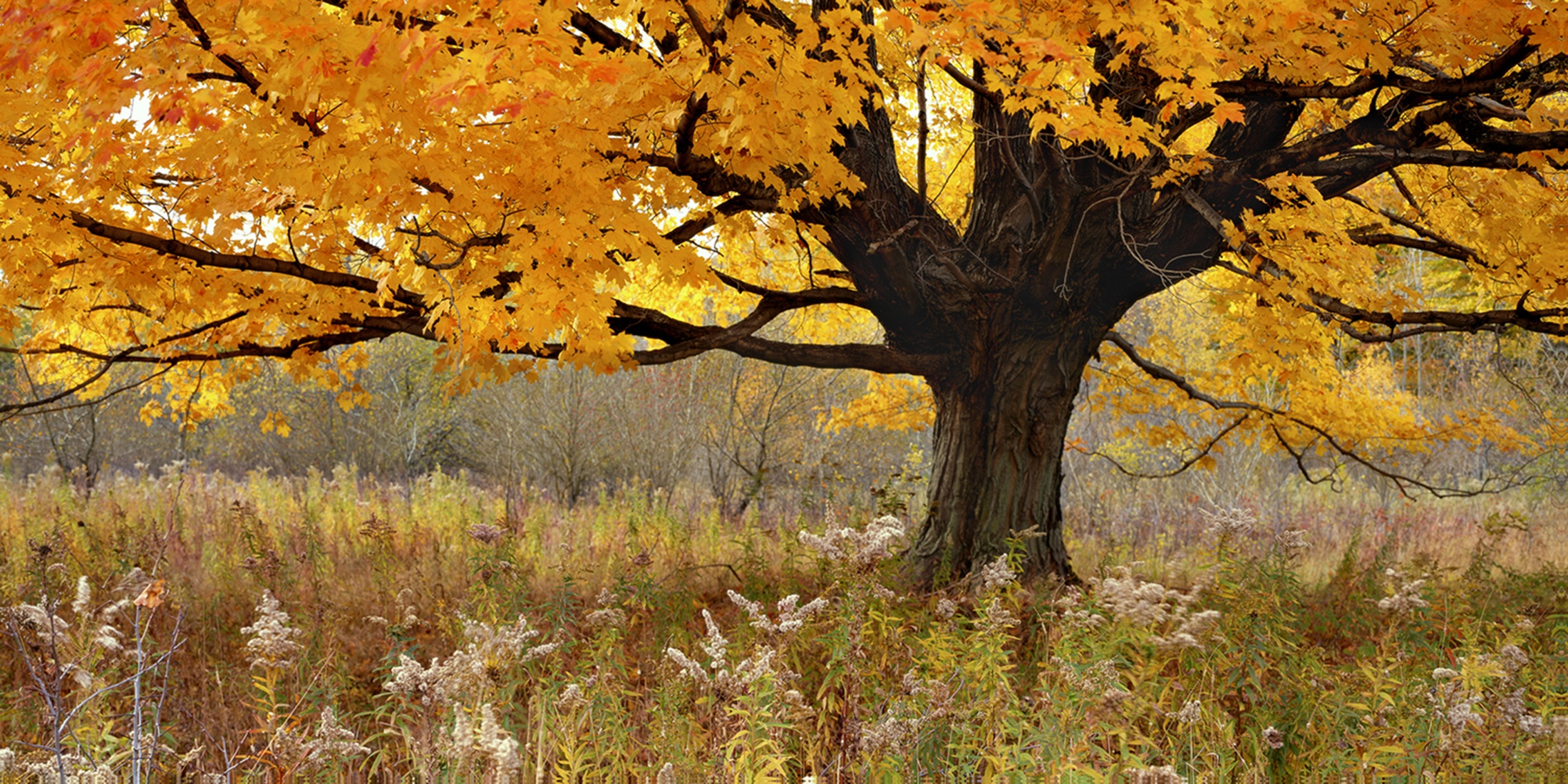 Sheltering Arms gallery-wrap canvas