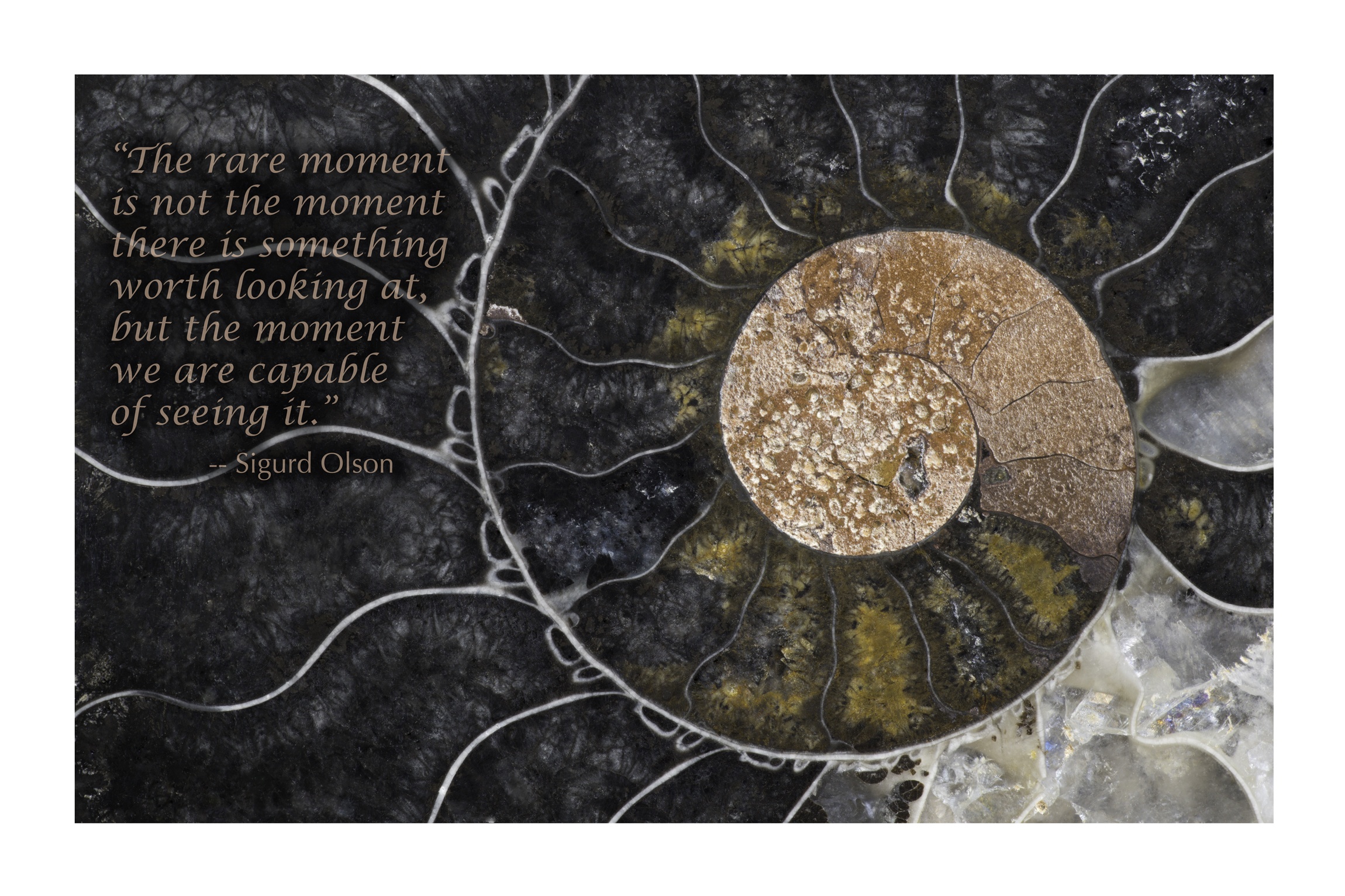 Fossil Ammonite Poster