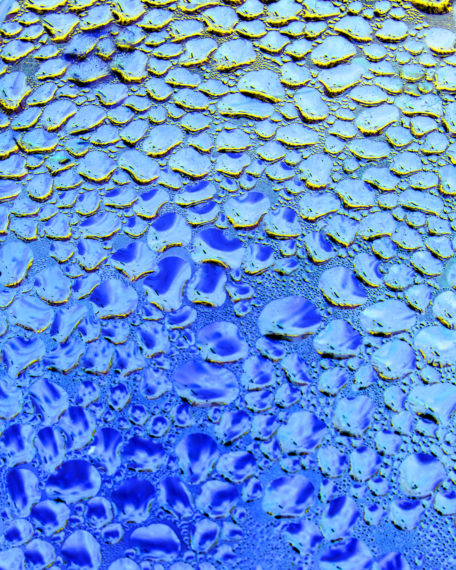 Ramen Blue Gallery Wrapped Canvas