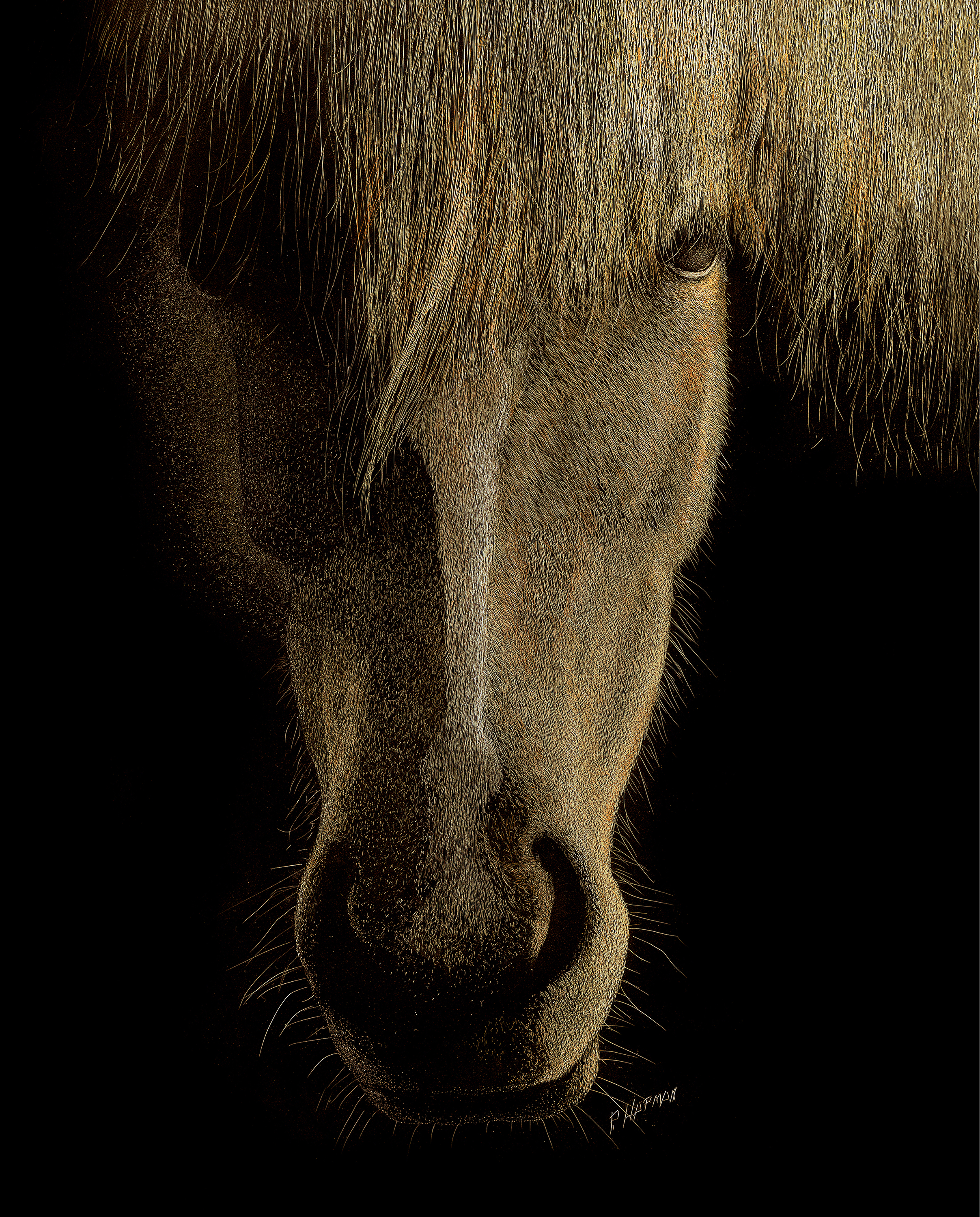 Misty 8x10 Mounted Paper Print